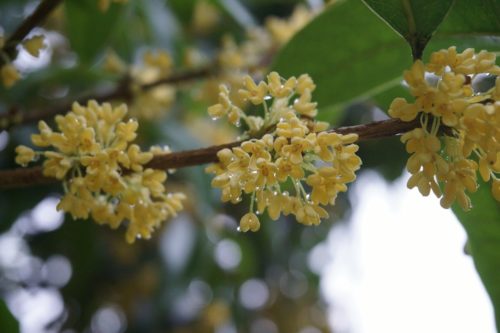 体験談 金木犀の剪定はこれだけ気を付けて 初心者アラフォーママでも花をたくさん付けられました ひがしのブログ